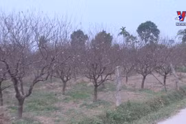 Well-known peach garden in Thanh Hoa ready for Tet