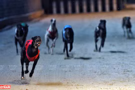 Dog racing in Vung Tau