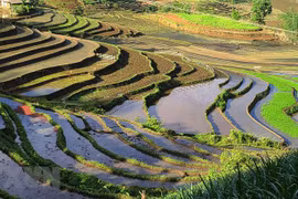 Y Ty rice terraces in pouring-water season