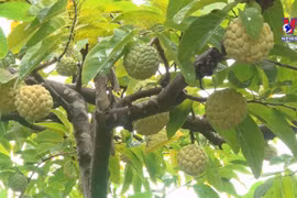 Cooperative alliance promotes agricultural supply-demand links