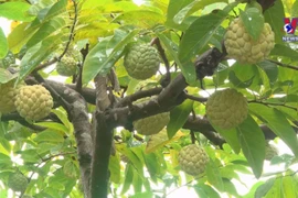 Cooperative alliance promotes agricultural supply-demand links