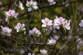 Ban flowers cast spell over northern mountainous areas