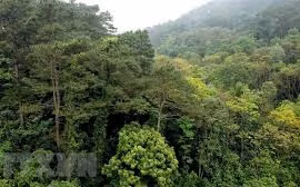 Bac Giang encouraging production forest development