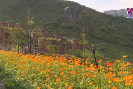 Ha Giang tourism struggles to adapt to COVID-19