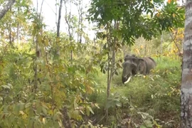 GPS collars to be used on wild elephants in Dak Lak