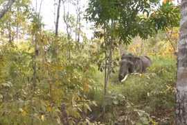GPS collars to be used on wild elephants in Dak Lak