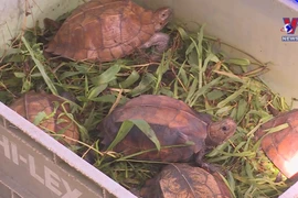 Nearly 480 wild animals rescued in H1