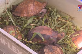 Nearly 480 wild animals rescued in H1