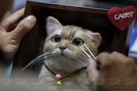 Creating 3D pet paintings using needle felting