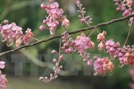 Pink shower blossoms in An Giang province
