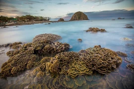 Stunning coral reefs of Hon Yen island
