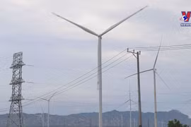 Ninh Thuan strives to become renewable energy hub