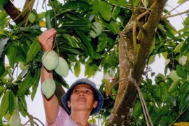 Fruit farmers encouraged to apply GAP standards 
