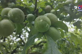 Posting higher profits from organic plum model