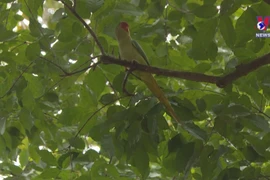 Nearly 200 wild animals released back to nature