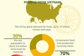 Vietnamese pomelo gets ready to enter US market 