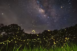 Fireflies captured in Cuc Phuong National Park