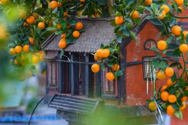 Bonsai kumquat trees for Lunar New Year decoration