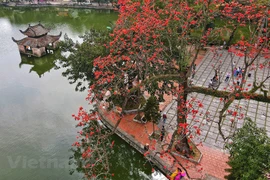 Red silk-cotton flowers in full bloom 