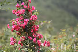 Rose valley in misty Sapa
