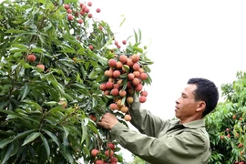 Bac Giang lychee harvest season sets in