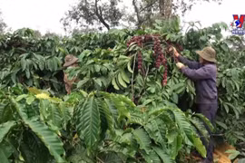 Vietnam to replant, transplant 107,000ha of coffee by 2025