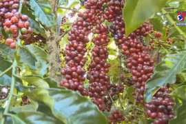 Vietnam to replant 107,000ha of coffee by 2025