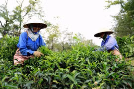 Tea exports up 15.4 percent in Q1