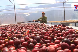 Dak Lak farmers enjoy bumper coffee crop
