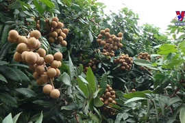Vietnam finalises procedures to export longan to Japan