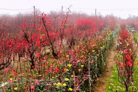 Dinh Bang peach blossom village gets busy ahead of Tet