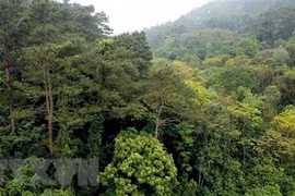 Vinh Phuc works to increase forest growing area