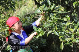Harvesting ‘green gold’ on cloud-covered mountains