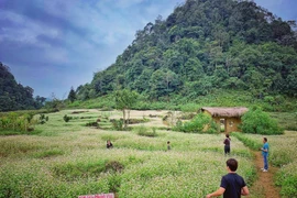 Buckwheat flower fields: unmissable check-in hotspots in Ha Giang