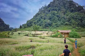 Buckwheat flower fields: unmissable check-in hotspots in Ha Giang