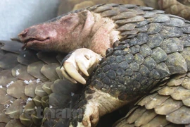 Efforts needed to remove wildlife black markets 