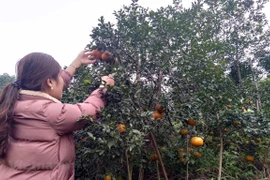 “Bu” orange a key agricultural product of Huong Son