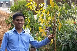 Yoshino cherry comes to Da Lat 
