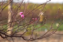 Early Tet atmosphere at Nhat Tan flower village