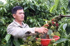 Vietnam’s instant coffee exports on upswing