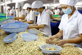 Japan’s Wakayama interested in farm production with Vietnam