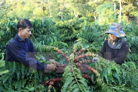 Agro-fishery-forestry exports may meet yearly target 