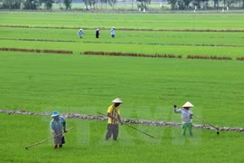 Better Rice initiative to help Mekong farmers 