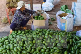 Supply chains key to farmers' incomes 