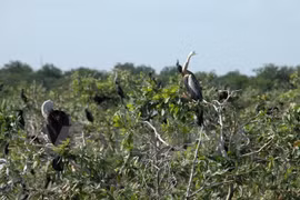 Cambodia has 4th Ramsar site
