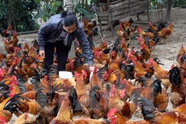  Vietnam alarmed at A/H7N9 influenza threat 