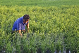 Vietnam, Pakistan move to boost trade