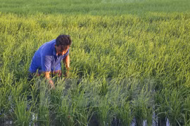 Vietnam, Pakistan move to boost trade