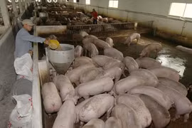  Livestock sector must restructure 