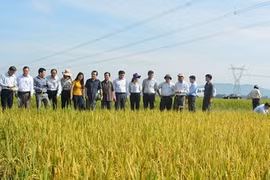 Japan, Vietnam develop new rice resistant to disease, bugs
